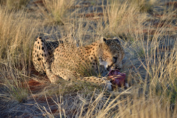 Africa. Namibia. Cheetah