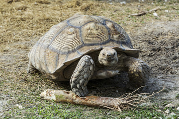 giant tortoise resting