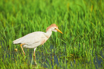 Cattle Egret in paddy field