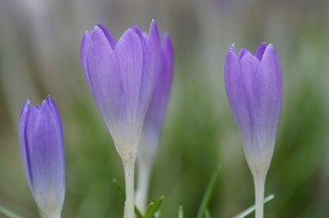 Frühlingsblumen