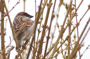 Spatz