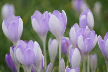 Frühlingsblumen