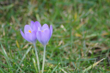 Fr&uuml;hlingsblumen