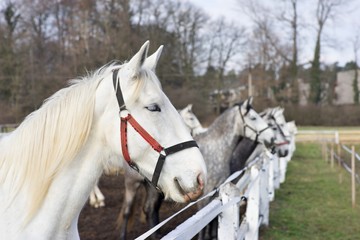 White and grey horse heads portrait in row by the fence in the horse farm. Detailed Picture of white horses kladrubsky race one of oldest european races of horses. Heritage of Czech Republic.