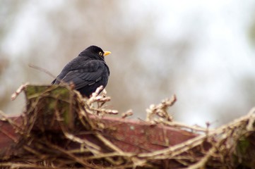 Amsel