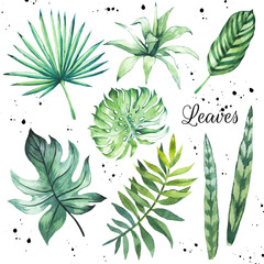 Illustration with tropical leaves. Watercolor set of green leaves. 