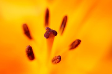 Lilienblüte Nahaufnahme © vartzbed