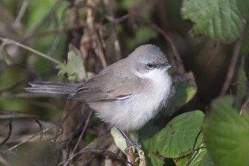 Lesser Whitethroat, eastern subspecies, perched, Stithians Reservoir, Cornwall, England, UK.