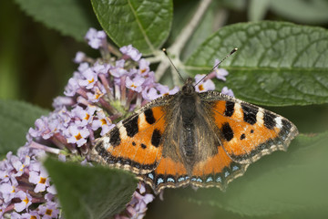 A Small Tortoiseshell butterfly feeding on Buddliea, (Buddleja davidii), Cornwall, England, UK.