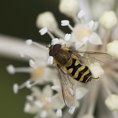 A Hoverfly feeding on a flowering plant, Cornwall, England, UK.