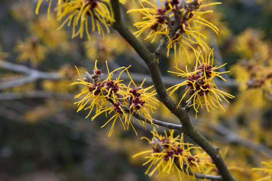 flowering witch hazel in the early spring