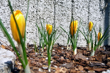blühende Krokusse als Frühlingsboten