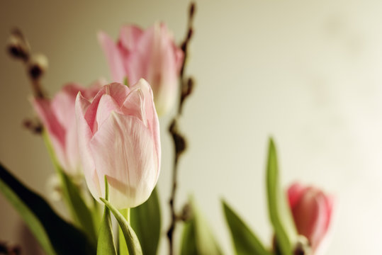 tulipany