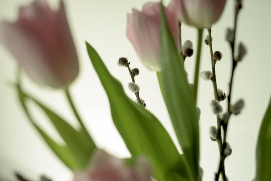 Tulipany
