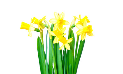 daffodils isolated on white