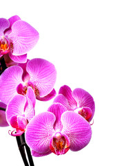 Obraz na płótnie Canvas orchid isolated on white