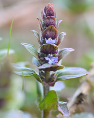 Bugle (Ajuga reptans). A flower spike of this purple flower in the mint family (Lamiaceae)