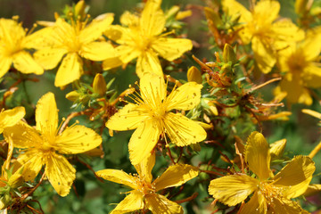 Yellow beautiful flowers of St.-John's wort