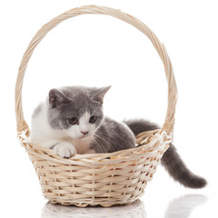 Fototapeta na wymiar cat in basket on white background