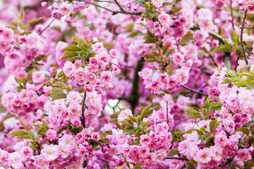 pink flower.  spring background
