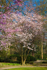 Cherry blossom garden