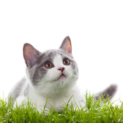young cat in the grass.  Small gray kitten