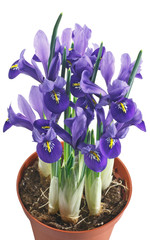 fiori di iris in vaso su sfondo bianco