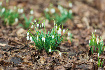 snowdrop flower