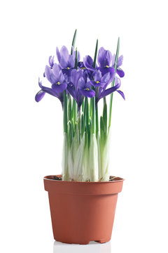 iris fioriti in vaso su sfondo bianco