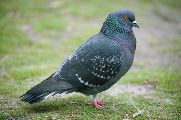 pigeon sitting on the grass