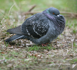 pigeon sitting on the grass