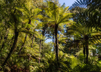 giant ferns growing in rainforest in New Zealand