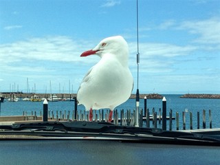 seagull perched on car bonnet hood