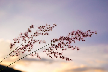 Flower Grass in evening time -  purple soft sky