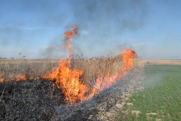 Burning dry grass and reeds