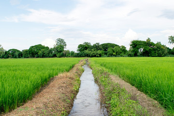 Green Rice field and Water canal in the middle