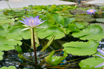 紫色の熱帯スイレン