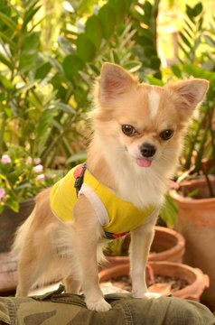 Chihuahua dog