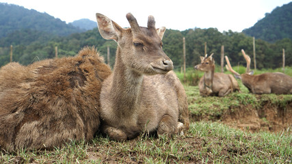 portrait of family of deer