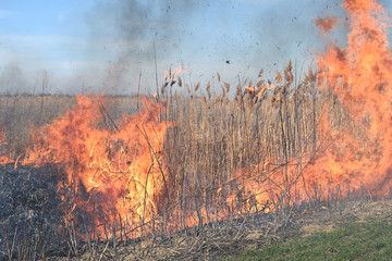 Burning dry grass and reeds