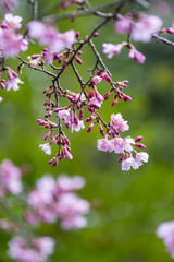 おかめ桜