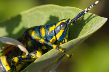 Dead locusts. Striped grasshopper.