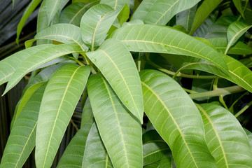 Fototapeta premium Green mango leaf nature abstract background