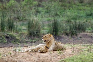 Lion in Kruger National park, South Africa