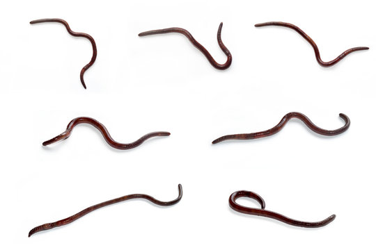 Earthworm is a tube-shaped set isolate on white background