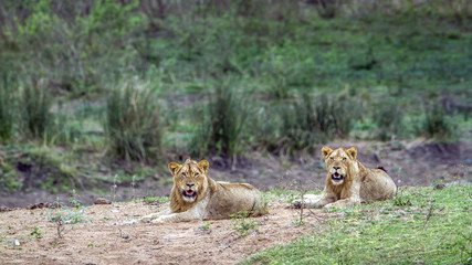 Lion in Kruger National park, South Africa