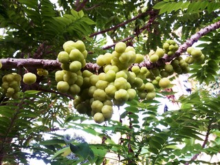 Phyllanthus acidus on tree
