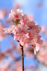 青空と河津桜