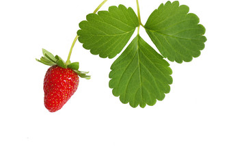 Fresh strawberry with leaf isolated on white background