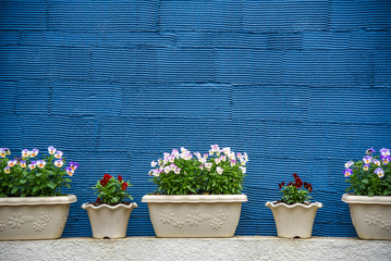 Flowerpots and blue striped texture wall